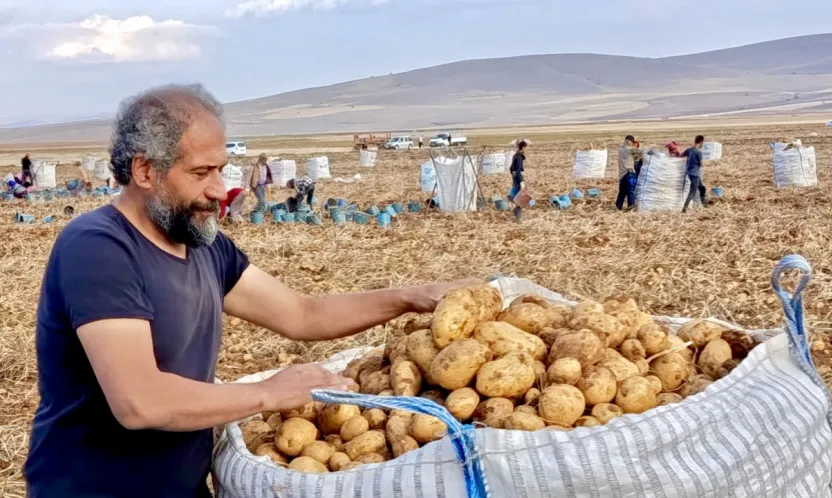 Başdirek Mahallesi, Türkiye'nin En Kaliteli Patates Merkezi Oluyor