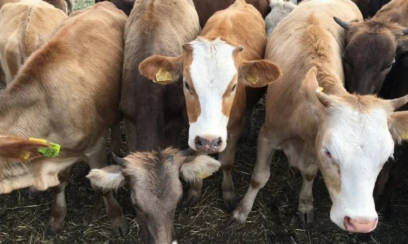 Besilik Hayvan İthalatında 2026 Takvimi Açıklandı