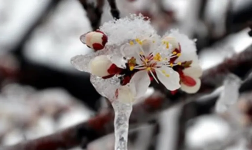 Çiftçilere Müjde: Zirai Don Desteği Bugün Yatıyor