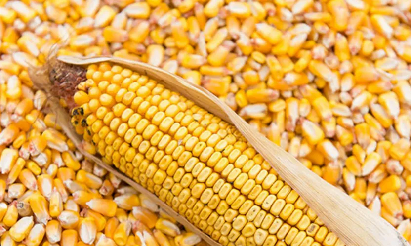 Dalaman Tarım İşletmesi 2025 Üretimi Mısır Satışı İçin İhaleye Çıkıyor