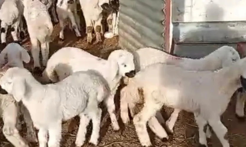 Darende'de Hayvancılık Alarm Veriyor: Maliyetler Yükseliyor, Gençler Uzaklaşıyor