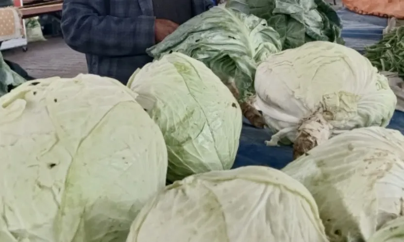 Darende'nin Gizli Lezzeti Göyyar Lahanası Türkiye'nin Gündemine Oturdu