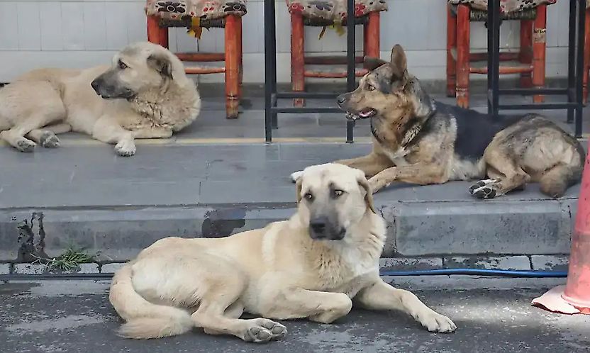 Derneklerden mama şirketlerine uzanan para trafiği incelemede