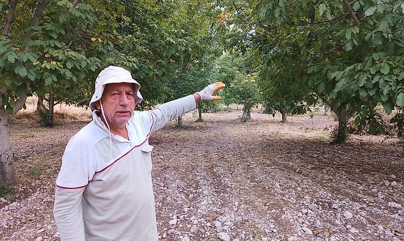 Don vurunca umut cevizde: 250 ağaçtan 300-500 kilo beklentisi
