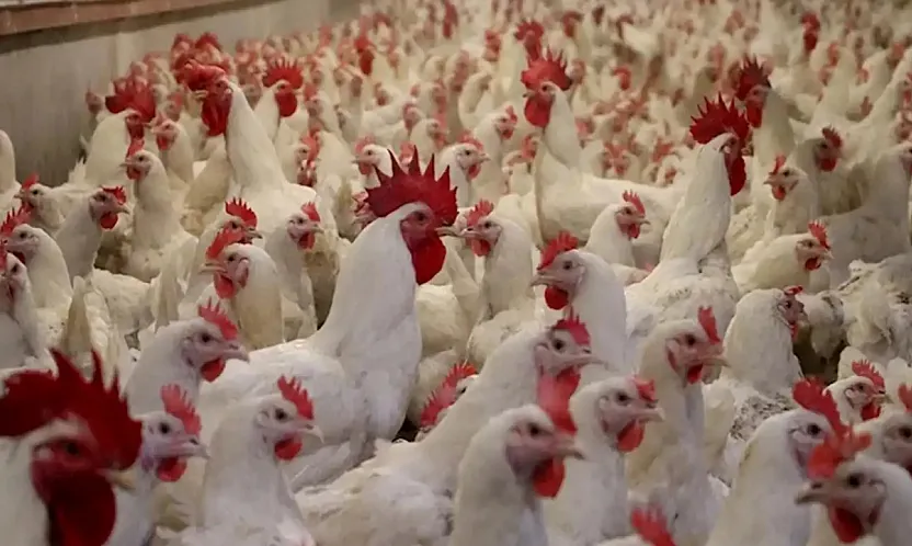 Fiyat Artışları Sonrası Tavuk İhracatına Geçici Durak