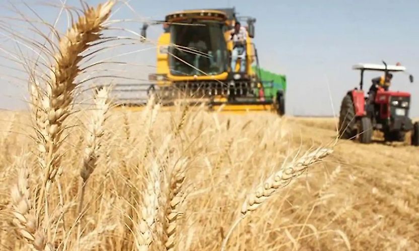 Güneydoğu'nun hububat sektörü ihracatı 8 ayda 2,5 milyar dolara ulaştı