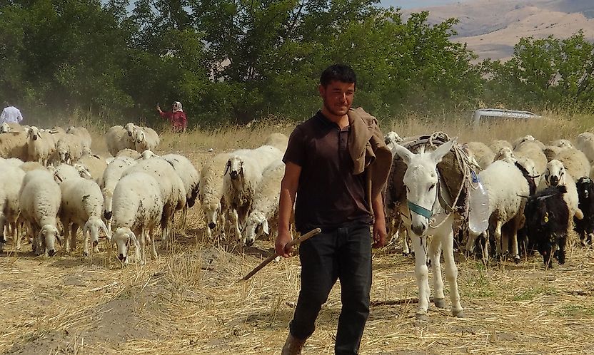 Hayvan yetiştiricileri: En büyük sorunumuz çoban ve mera