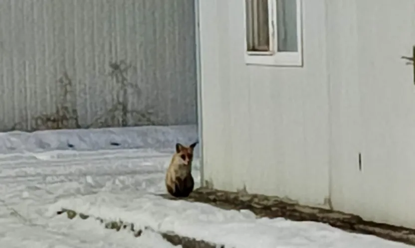 İkizce Konteyner Kent'te Tilki Görüntülendi