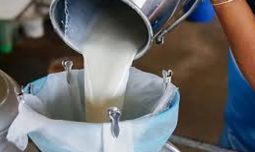 İnek Sütü Toplama Miktarı Yıllık Bazda Geriledi, Aylık Artış Dikkat Çekti