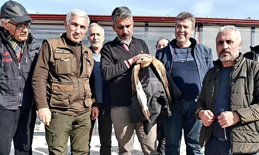 Kanadı Kırık Kızıl Şahin Koruma Altına Alındı