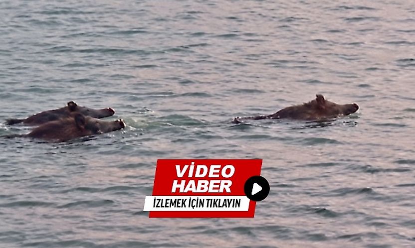 Karakaya Barajı'nda İlginç Anlar: 3 Yaban Domuzu Suda Görüntülendi