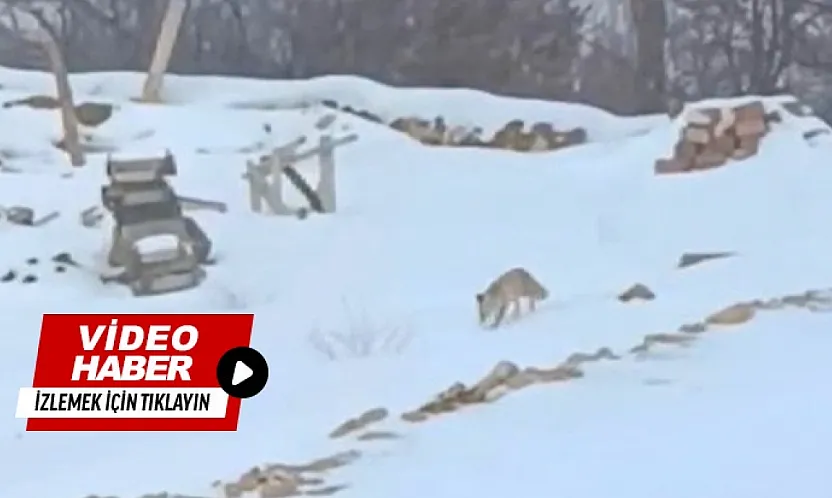 Karla Kaplı Arazide Yaşam Mücadelesi: Tilkinin Zorlu Arayışı