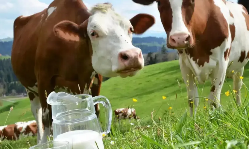 Kasım'da İçme Sütü ve Tereyağı Üretimi Geriledi