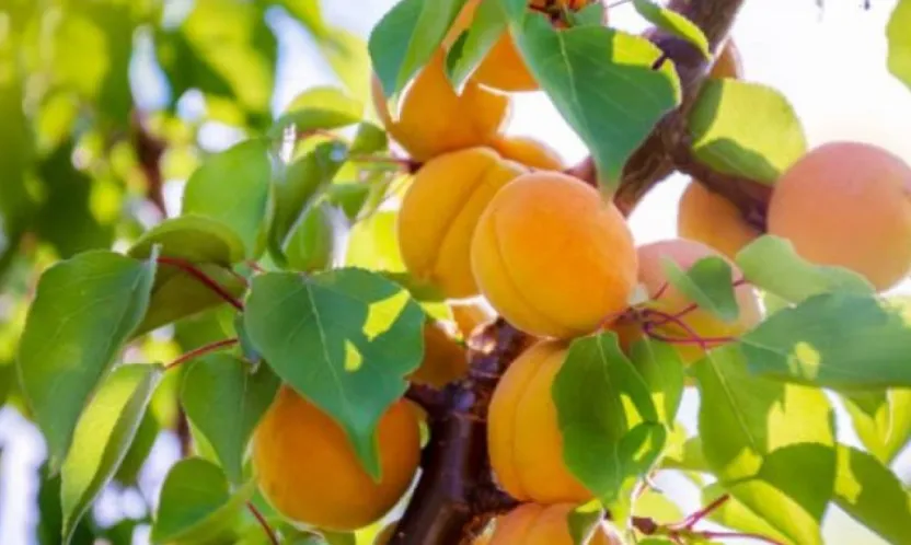Kayısıda Hastalık Alarmı: Sonbaharda Bordo Bulamacı Şart!