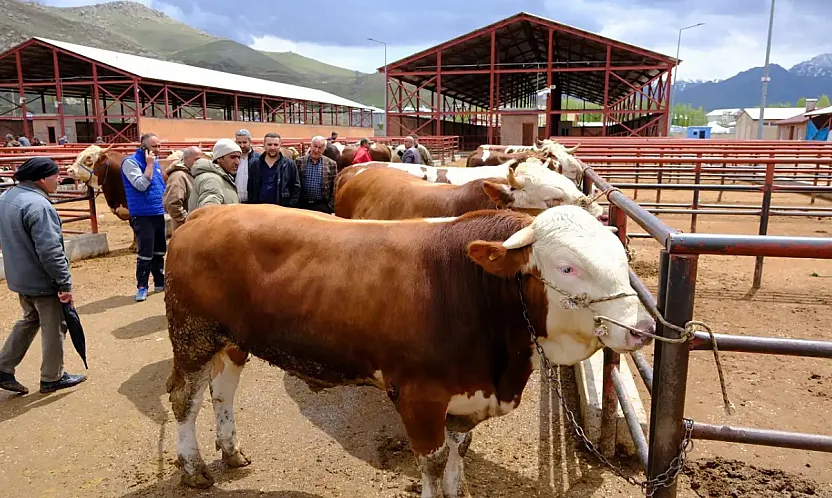 Kesimhane ve Hayvan Satış Yerlerinde Yeni Dönem: Tanımsız Hayvanlara Karantina