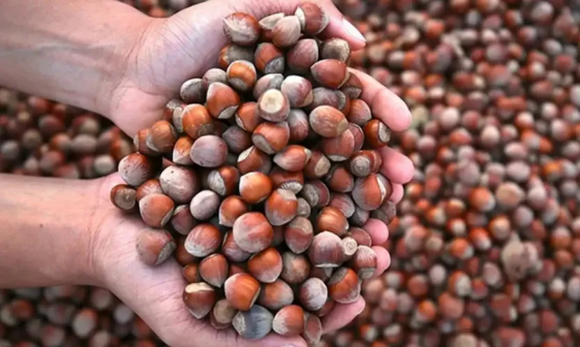 Kışın Bağışıklık Dostu Fındık Sağlık Saçıyor, Cüzdan Zorluyor