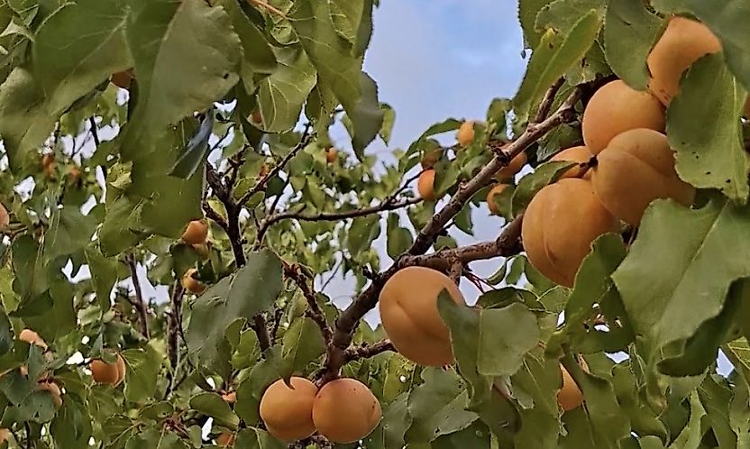 Kuluncak'ta Kayısı Sürprizi: Eylül Ayının Son Günlerinde Hasat Devam Ediyor
