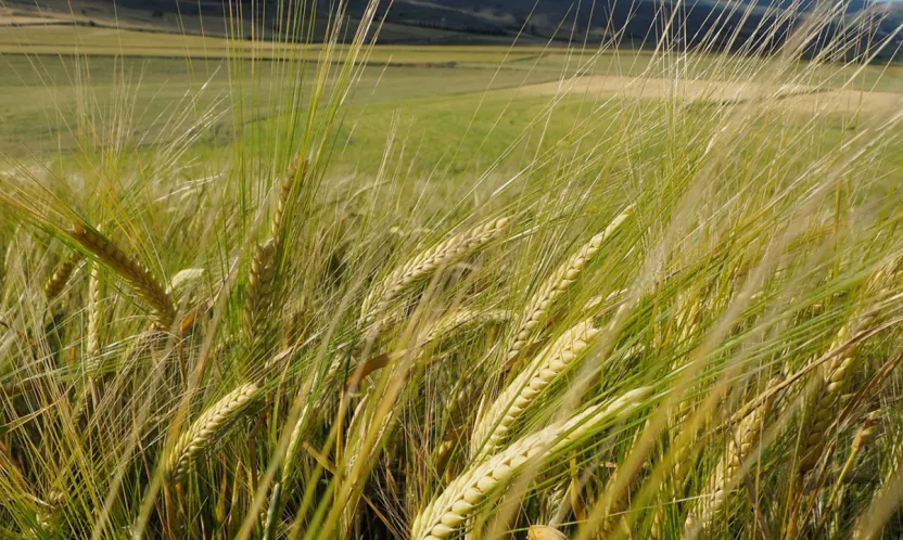 Küresel Arpa Piyasası Büyüyor: 2033'te 32,5 Milyar Dolarlık Dev Pazara Doğru