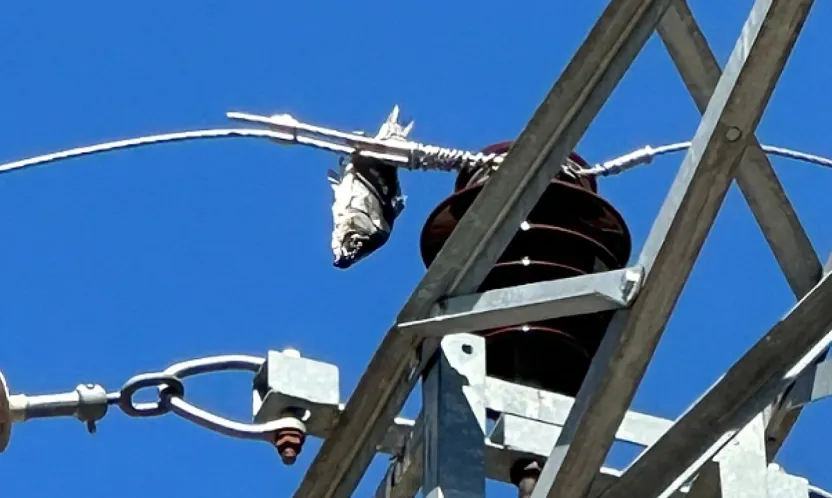 Leylek, Balık ve Elektrik Hattı: 'Görmeden İnanılmaz' Kesinti