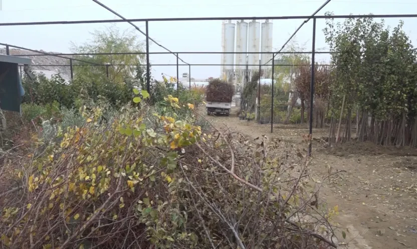 Malatya'da Afet Sonrası Büyük Kayıp: Fidanların Yarısı Hasarlı