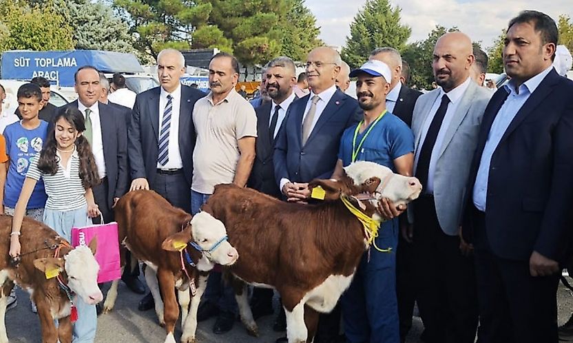 Malatya'da 'En Güzel Buzağı' yarışması düzenlendi