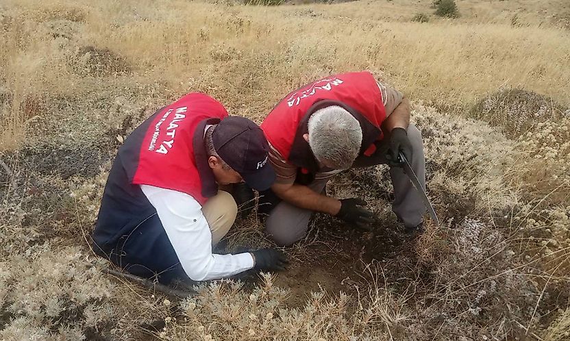 Malatya'da Hububat Tarlalarında Süne Alarmı: Ekipler Sahada