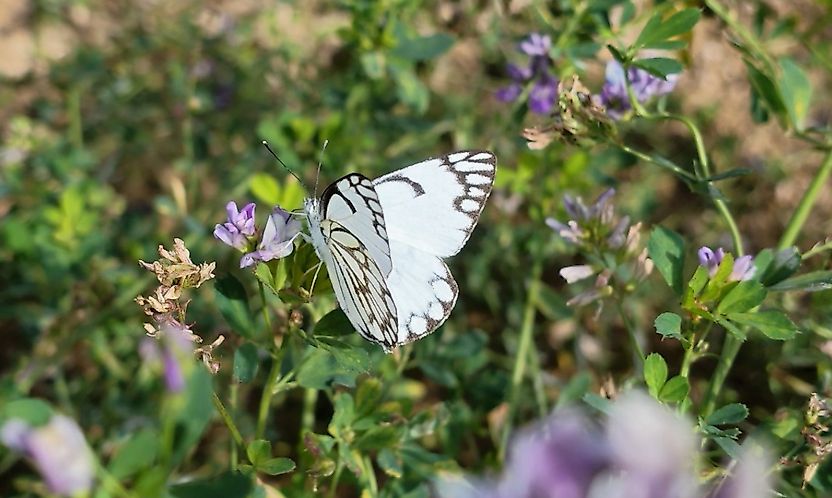 Malatya'da Nadir Görülen Kelebek Yeniden Ortaya Çıktı