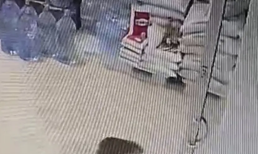 Malatya'da Nadir Görüntü: Su Samuru Kentte Tur Attı