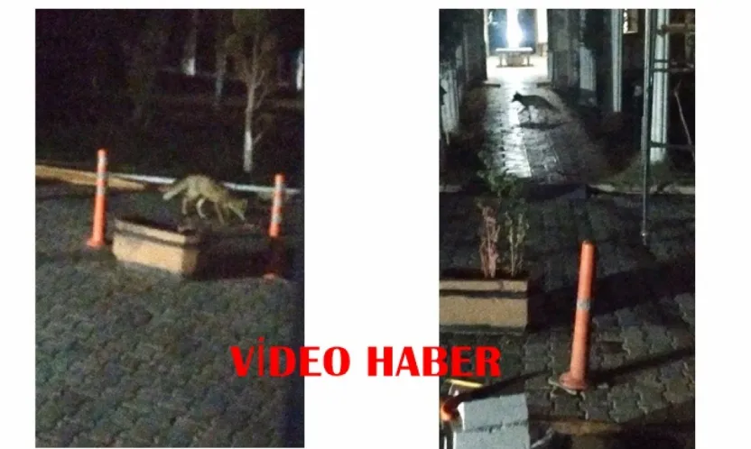 Malatya'da Tilki Siteye Girdi: Yiyecek Arayışı Kamerada