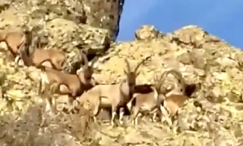 Malatya'da Yaban Keçileri İçin Duyarlılık Çağrısı