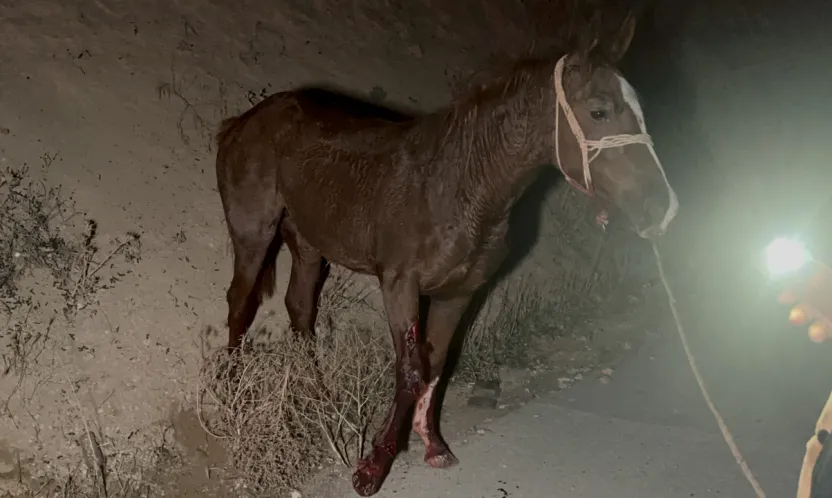 Malatya'da Yarış Tayları Faciası: Karayolunda Can Kaybı