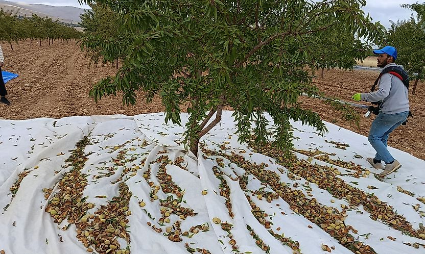 Malatya Darende'de Badem Hasadı Başladı: Üreticinin Fiyat Beklentisi 160 TL