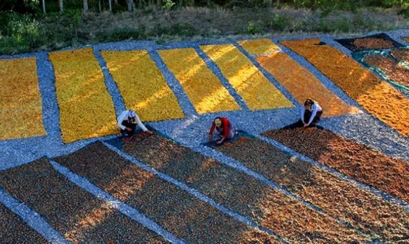 Malatya Kayısısı Zor Yılı İhracatla Aştı: 47 Bin Tonluk Sevkiyat