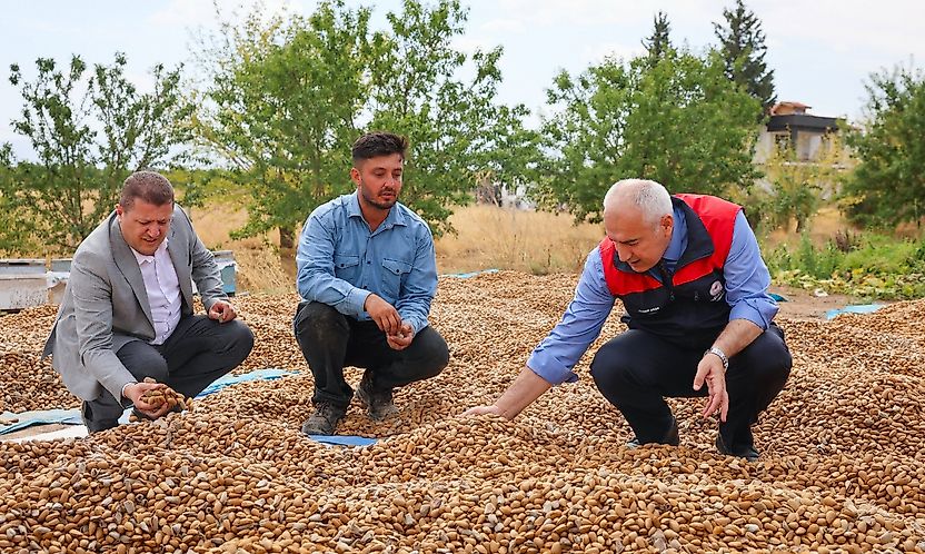 Malatya Tarımında Yeni Dönem: 45 Dönümlük Badem Bahçesinde Hasat