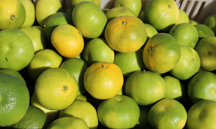 Mandalina ihracatında yeni hedef 1 milyar dolar