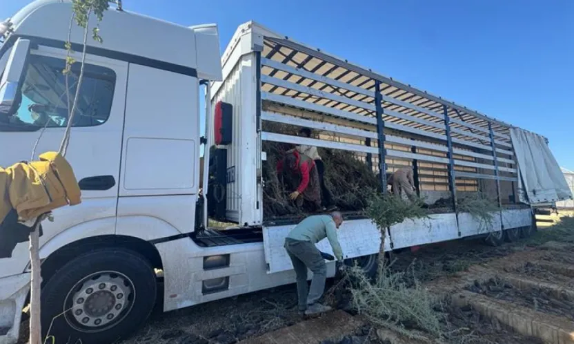 Mardin'de Yetiştirilen Tuz Çalısı Fidanları Malatya Meralarını Güçlendirecek