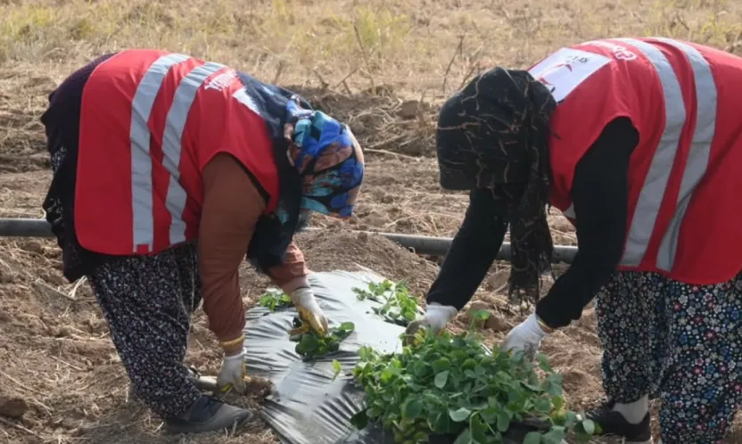Modern Çilek Yetiştiriciliği Eğitimi Sonrası 12 Üreticiye Hibe Desteği
