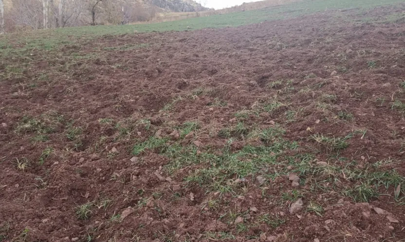 Pütürge'de Domuzlar Çiftçilerin Ürünlerini Tahrip Ediyor