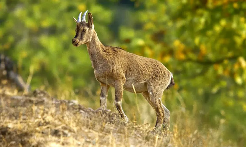Sabah Sessizliğinde Objektife Takılan Zarif Misafir: Yaban Keçisi