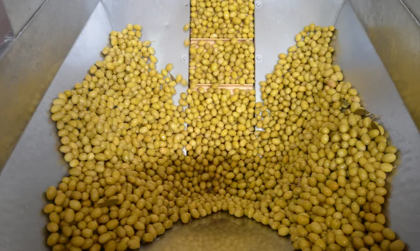 Sofralık zeytin ihracatı yeni sezona yüzde 13'lük artışla girdi