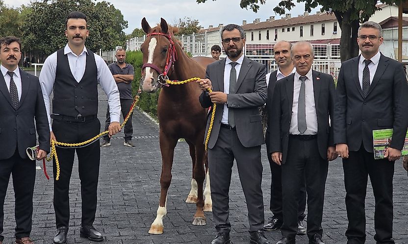 Sultansuyu'nun Tayları Alıcılarla Buluştu: Rekor Fiyatlar