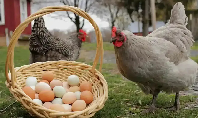 Tavuk eti ve yumurta üretiminde temmuz artışı