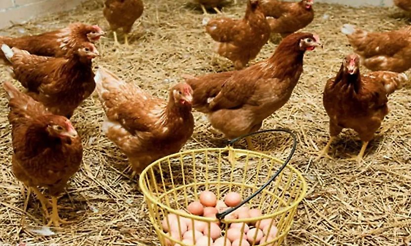 Tavuk Yumurtası Üretimi Ağustosta 2 Milyar Adedi Geçti