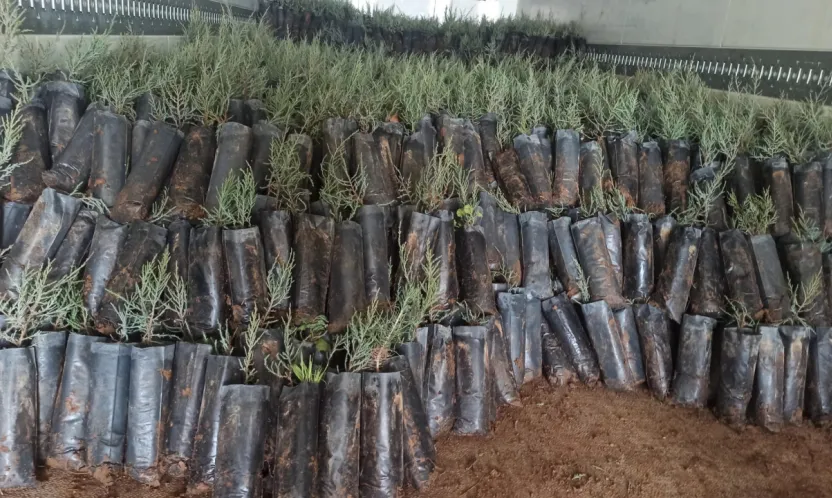 Türkiye'den Türkmenistan'a 50 Bin Fidanlık Yeşil Destek