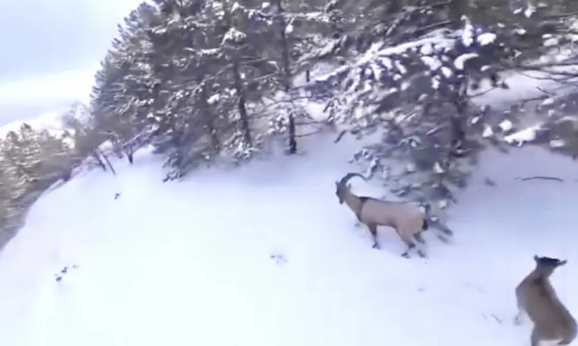 Yaban Hayatına Ağır Darbe: Malatya'da Kaçak Avcıya Yaklaşık 1 Milyon TL Ceza